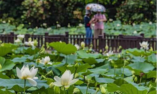 洪湖公园荷花开_洪湖公园荷花开到几月份